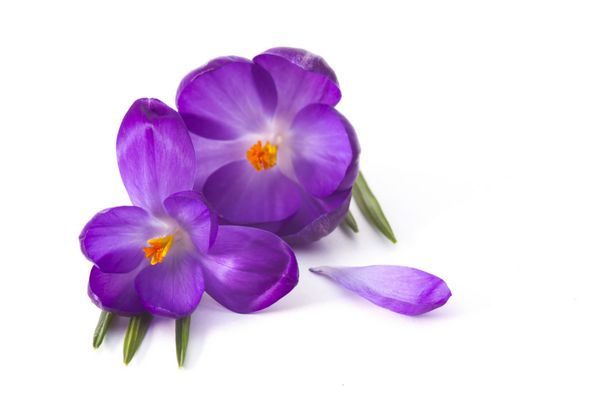 Crocus یکی از اولین گلهای بهار است