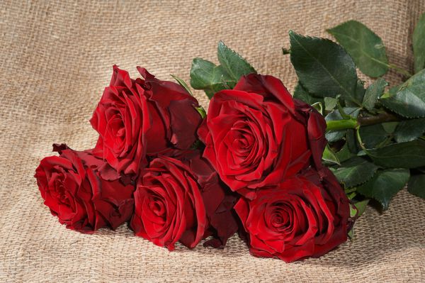 پنج گل رز قرمز در گلدان به عنوان پس زمینه
