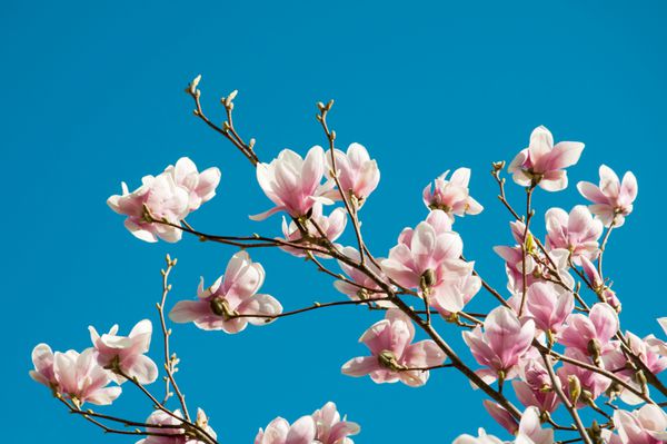 شکوفه درخت ماگنولیا بهار