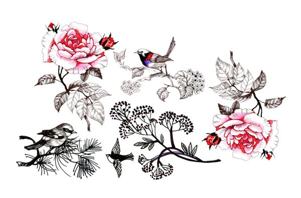 الگوی گل با گل رز صورتی و پرندگان در زمینه سفید