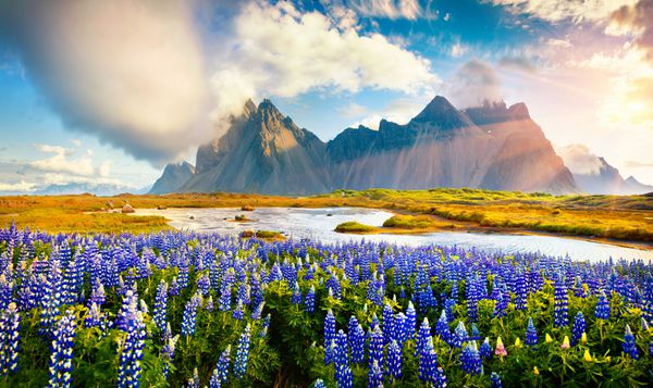 دیدار تابستان شگفت انگیز از گل گل لوپین در سرخی Stokksnes با کوه Vestrahorn در پس زمینه جنوب شرقی ایسلند اروپا است زیبایی از پس زمینه مفهوم طبیعت