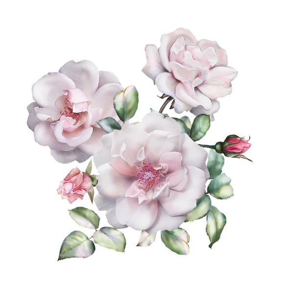 گل های آبرنگ تصویر گل برگ و جوانه ترکیب ناز برای عروسی و یا کارت تبریک شاخه گل گل رز جدا شده بر روی زمینه سفید