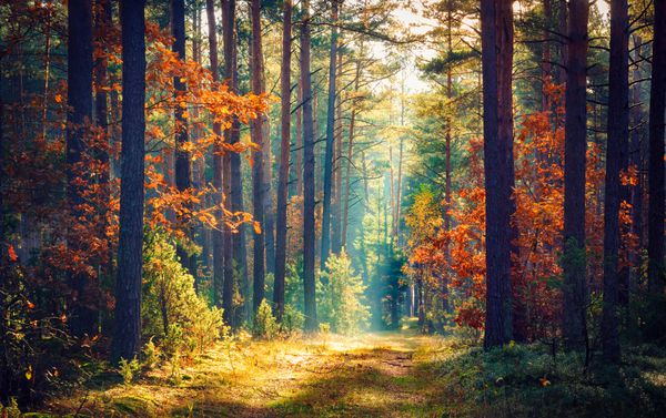 طبیعت پاییز طبیعت صبح زود در جنگل های رنگارنگ با اشعه های خورشید از طریق شاخه های درختان منظره طبیعت با نور خورشید