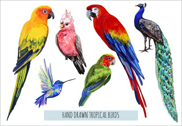 مجموعه ای از بردار مجموعه ای از پرندگان گرمسیری عجیب و غریب زیبا جدا شده بر روی زمینه سفید