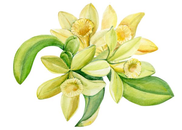کارت تبریک گل وانیل آبرنگ نقاشی دست تصویر گیاه شناسی