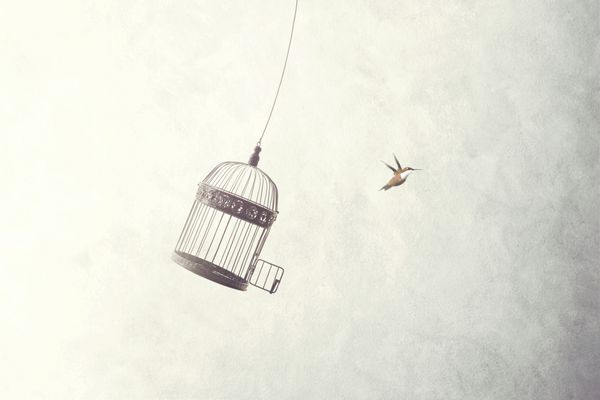 پرندگان کوچک فرار می کنند از پرنده مفهوم آزادی