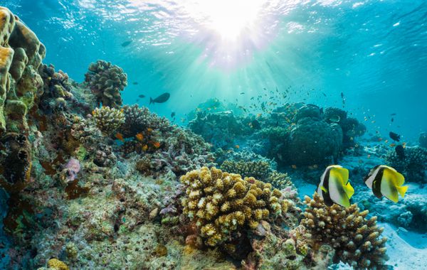 صخره های مرجانی زیبا زیر آب با ماهی های گرمسیری در مالدیو