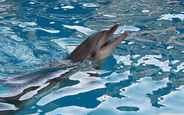 دلفین بینی بطری معمولی در دریا