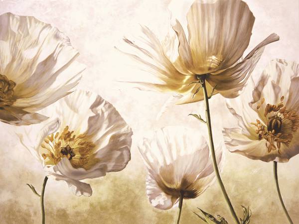 پوستر دیواری سه بعدی گل هلندی سفید