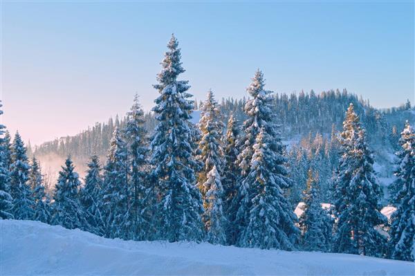 زمستان و جنگل و درختان پوشیده از برف