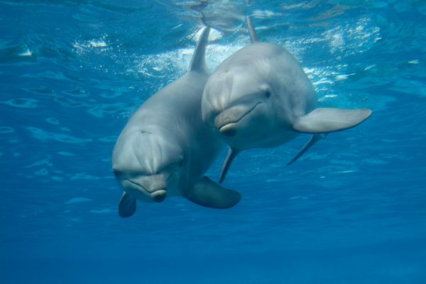 دو دلفین بطری معمولی زیر آب Tursiops truncatus
