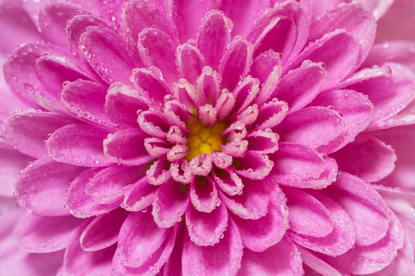 گل گل داودی گل صورتی و بنفش بافت و الگوی فوق العاده ماکرو نزدیک گلبرگ و مرکز گل با بسیاری از قطرات آب