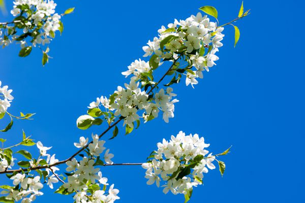 گل درخت سیب سیب شکوفه در بهار باغ زیبا شکوفه سیب بخش بذر گیاه شامل ارگان های تولید مثل خلط و میوه ها