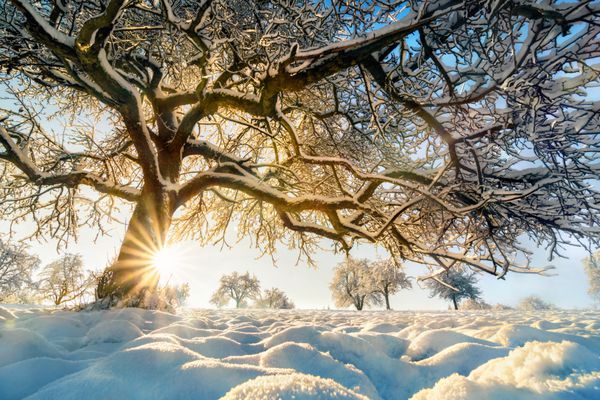 چشم انداز روستایی زمستان زمستان با خورشید در پشت یک درخت زیبا برف پوشیده شده در یک میدان با آسمان آبی درخشان است