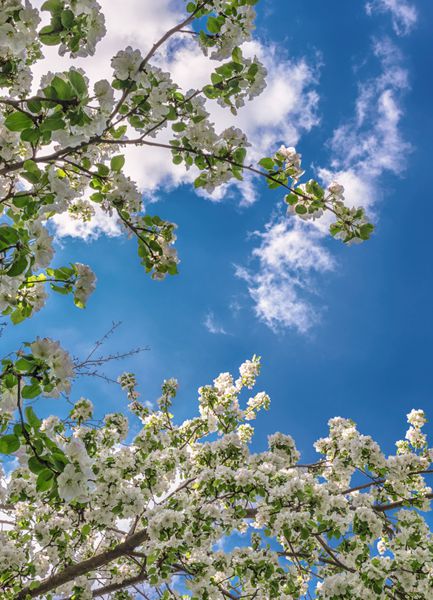 گل های شاخه های درخت سیب در آسمان آبی با ابرهای نور هوا