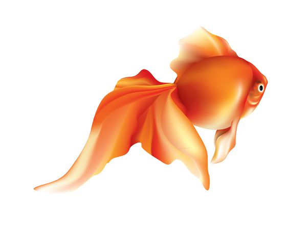 ماهی قرمز در پس زمینه سفید