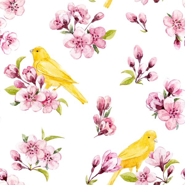 شاخه های درختان آبرنگ با گل ساکورا شکوفه های گیلاس و برگ های برگ سبز جوان اشیای جداگانه را در خود جای داده اند پرنده زرد قناری