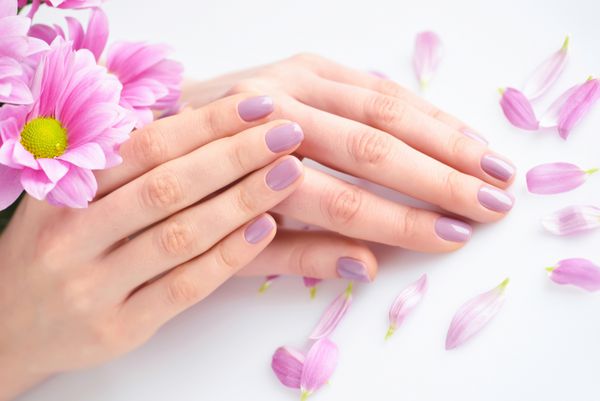دست های یک زن با مانیکور صورتی روی ناخن و گل های صورتی در یک زمینه سفید