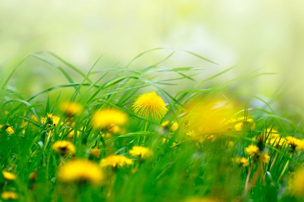 گل قاصدک گل زرد در چمن در بهار باله چشمه با تمرکز نرم در یک چمنزار در طبیعت یک پس زمینه سبز نور سبز نرم یک تصویر هنری آرام رویایی است