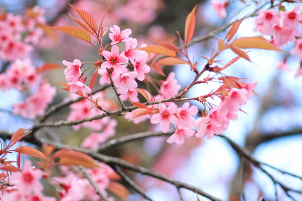 شکوفه گیلاس صورتی یا گل ساکورا
