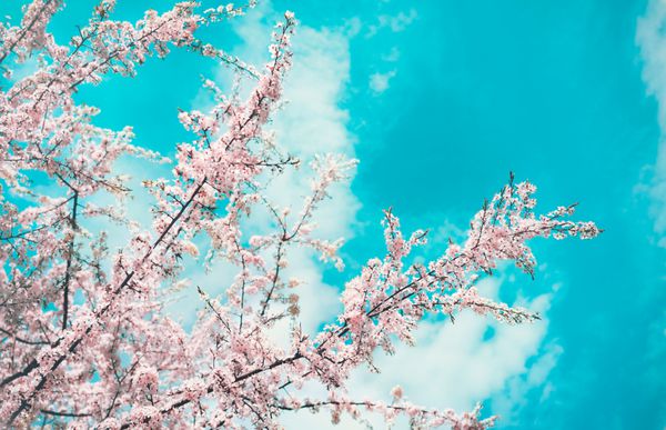 شاخه های شکوفه یک گیلاس شکوفه در فصل بهار در برابر آسمان فیروزه ای آبی با ابرها پس زمینه بهار با گل در شاخه های ساکورا