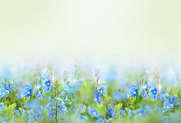 پس زمینه زیبا پس زمینه گل با مکان رایگان برای متن گل آبی وحشی نور کم آبی کوچک بر روی طبیعت در یک زمینه در چمن در ماکرو سبز نور سبز تمرکز نرم فضای کپی