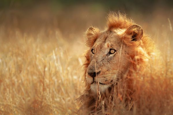 شیر مرد بزرگ دروغ گفتن در چمنزارهای متراکم پارک ملی Kruger آفریقای جنوبی