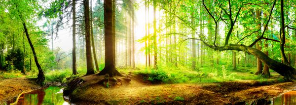 جنگل ابدی با بروک در طلوع آفتاب