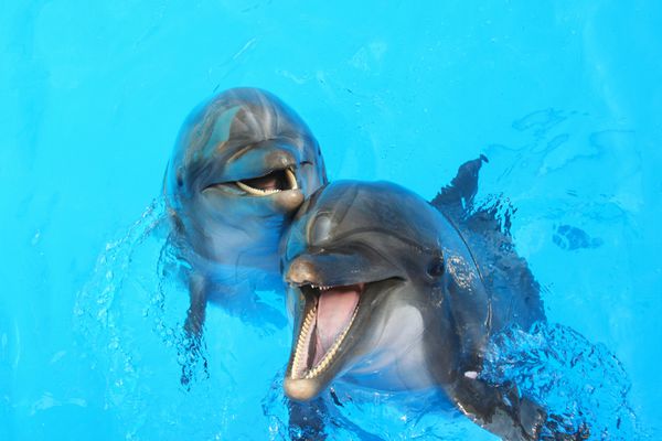 دو دلفین در استخر شنا می کنند