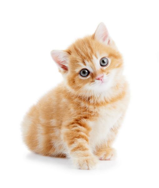 یک گربه بریتانیایی قرمز گربه بچه گربه جدا شده است