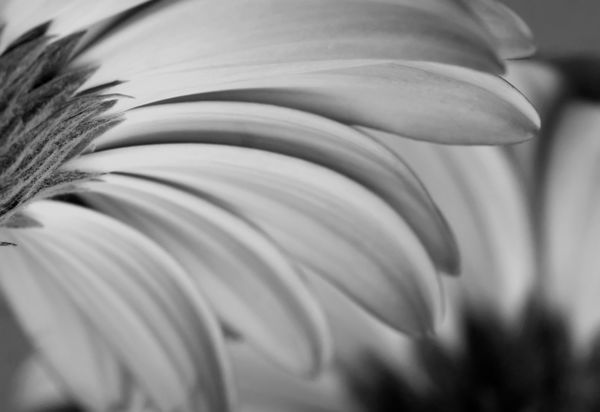 گلبرگ های زیبا از Gerber Daisy در سیاه و سفید