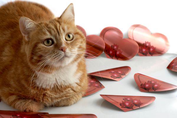 گربه قرمز و قلب