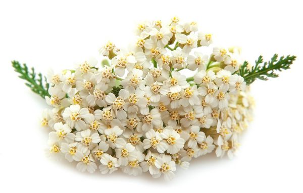 گیاه یارو با گل های سفید