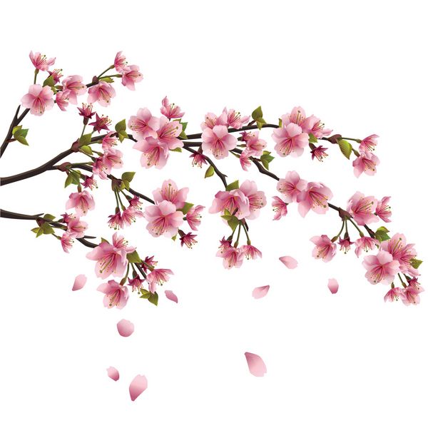 شکوفه سقراط واقع بینانه درخت گیلاس ژاپنی با گلبرگ های پرواز جدا شده بر روی زمینه سفید