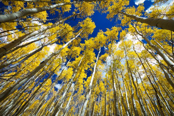 درختان آفتابی طلایی طلایی بیننده را در یک جنگل ضخیم در کلرادو تماشا می کنند