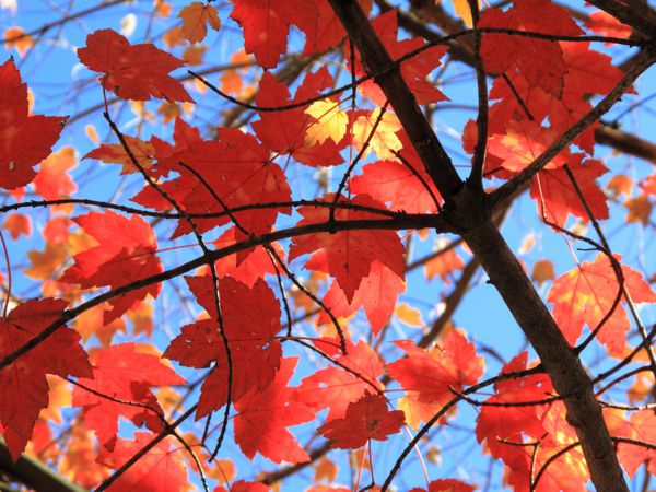 Autumn Skyscape درختان برگ ها و رنگ های سقوط با پس زمینه آبی رنگ دیدنی
