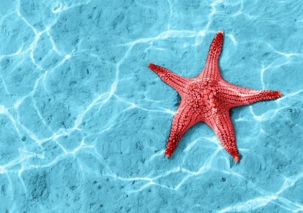ستاره دریایی در آب آبی با انعکاس نور