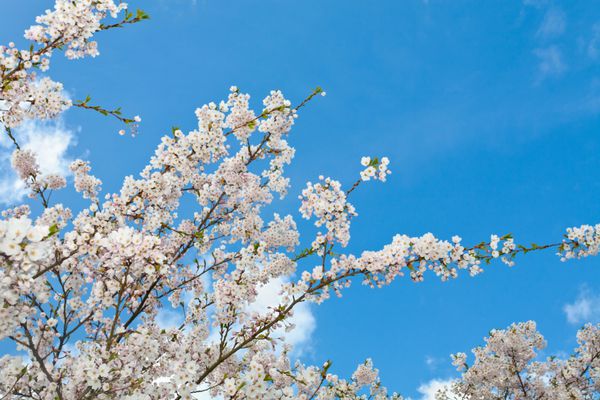 درخت گیلاس ژاپنی ساکورا در شکوفه اوایل آوریل گل های سفید