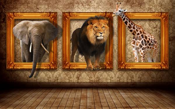 پوستر دیواری سه بعدی سه قاب از سه حیوان رو دیوار