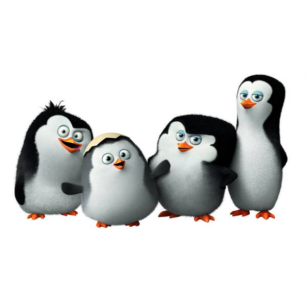 کودکی های پنگوئن ها در پس زمینه سفید