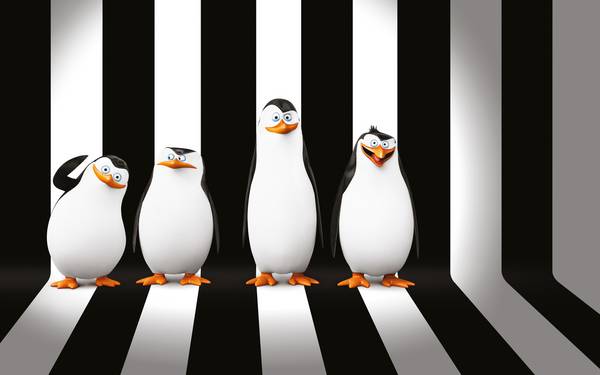 پنگوئن های مادگاسکار در پس زمینه سیاه و سفید