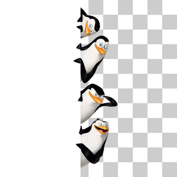 پنگوئن های مادگاسکار به صورت ستونی روی هم در پس زمینه شفاف