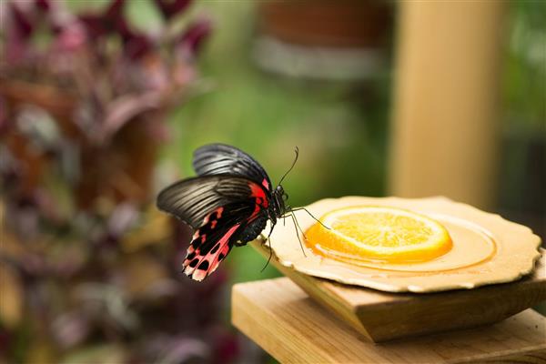 پروانه نشسته در حال خوردن لیمو در طبیعت