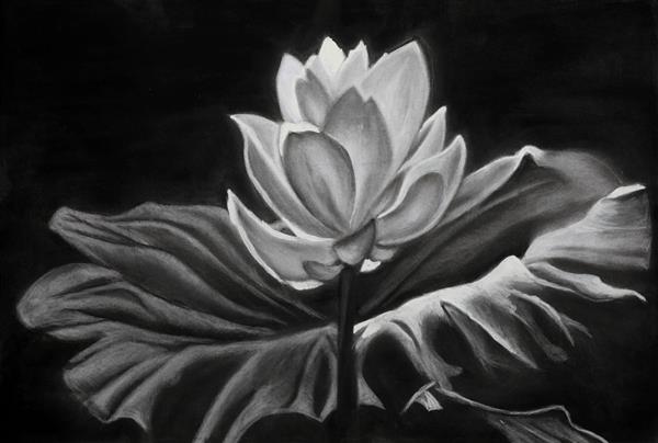 گل عشق نقاشی سیاه قلم