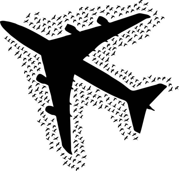 وکتور قابل چاپ تسلیت حادثه هواپیما با پرندگان