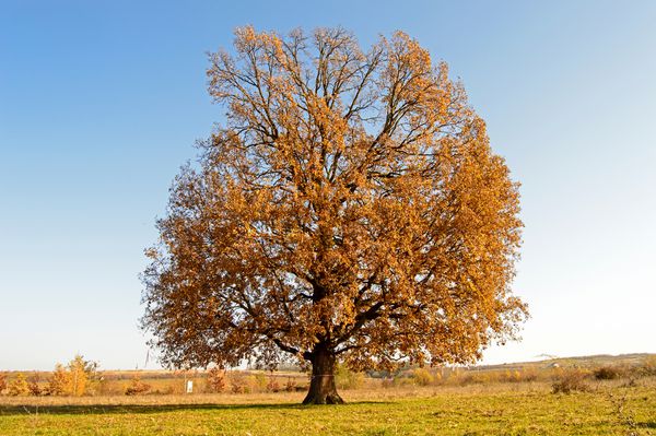 درخت بزرگ در وسط میدان