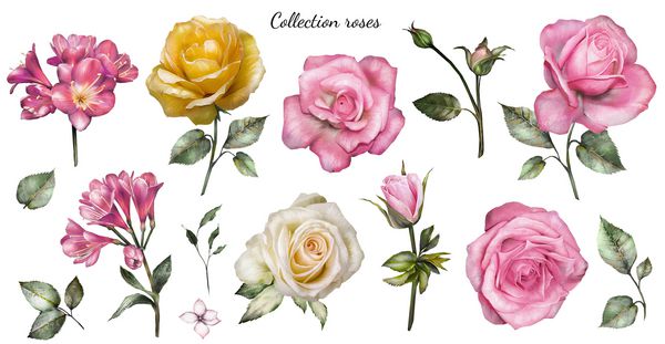 عناصر آبرنگ گل رز مجموعه باغ صورتی گلهای زرد برگها شاخه ها تصویر گیاه شناسی را که در زمینه سفید جدا شده است تنظیم کنید جوانه گل