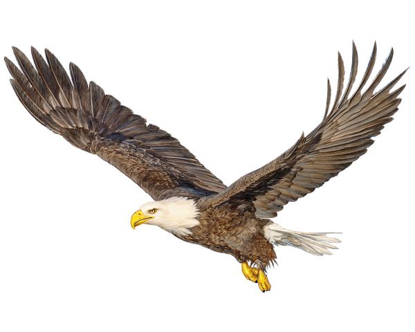 تصویر پرواز دست عقاب طاس و رنگ را در تصویر زمینه سفید رنگ می کشد