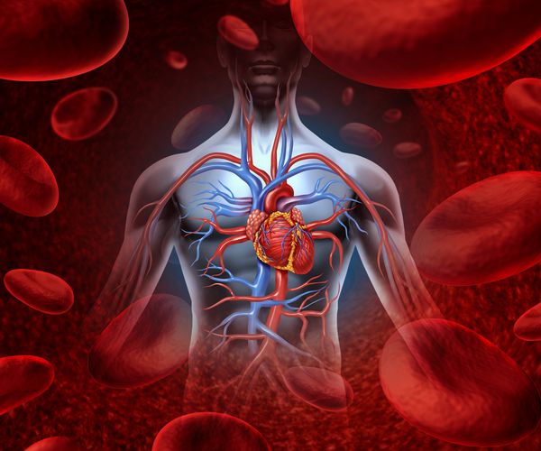 سیستم قلبی عروقی گردش خون انسان با آناتومی از بدن سالم در پس زمینه با سلول های خونی به عنوان سمبل مراقبت های پزشکی پزشکی از یک اندام داخلی به عنوان یک مفهوم مراقبت پزشکی پزشکی