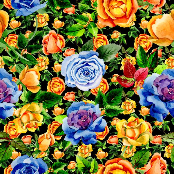 الگوی گل گل رز وحشی به سبک آبرنگ نام کامل گیاه گل رز هولتمی گل سرخ گل وحشی Aquarelle برای پس زمینه بافت الگوی بسته بندی قاب یا حاشیه